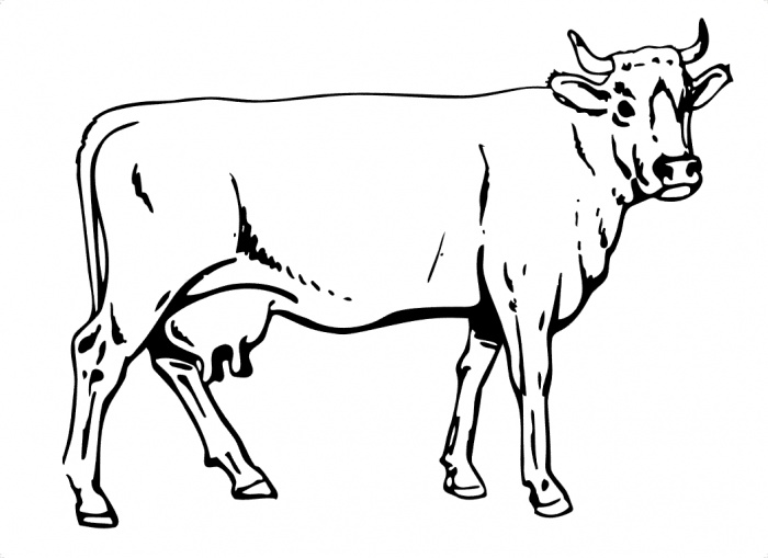 planse desene de colorat vaca vitel taur bou